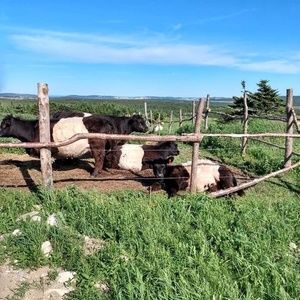 Meet your Posher, Gerard
